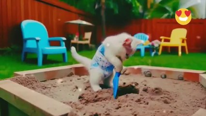 Ai cat funny videos | this viral videos