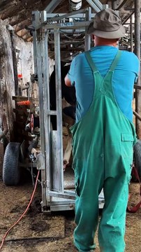 Huge RUSTY NAIL Pulled from COW’s Hoof!