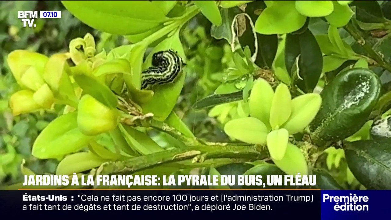 Jardins à la française: la pyrale du buis, une chenille devenue le fléau de ces jardins
