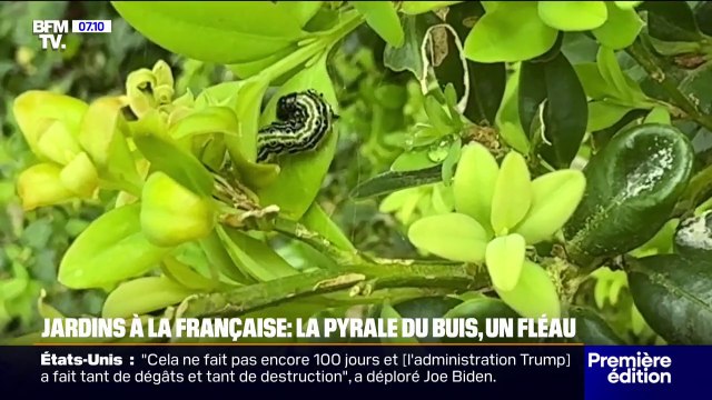 Jardins à la française: la pyrale du buis, une chenille devenue le fléau de ces jardins