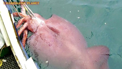 Colossal Squid