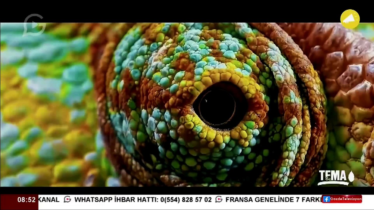 Gözde TV Reklam Kuşağı 24