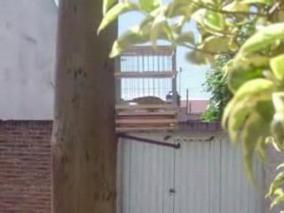 Jilguero dorado miramarense