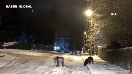 Kış uykusundan uyandılar! Biri gözetledi, diğeri yiyecek aradı