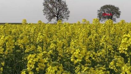 Trakya'nın 'sarı altın çiçeği' kanola zirai dondan korundu