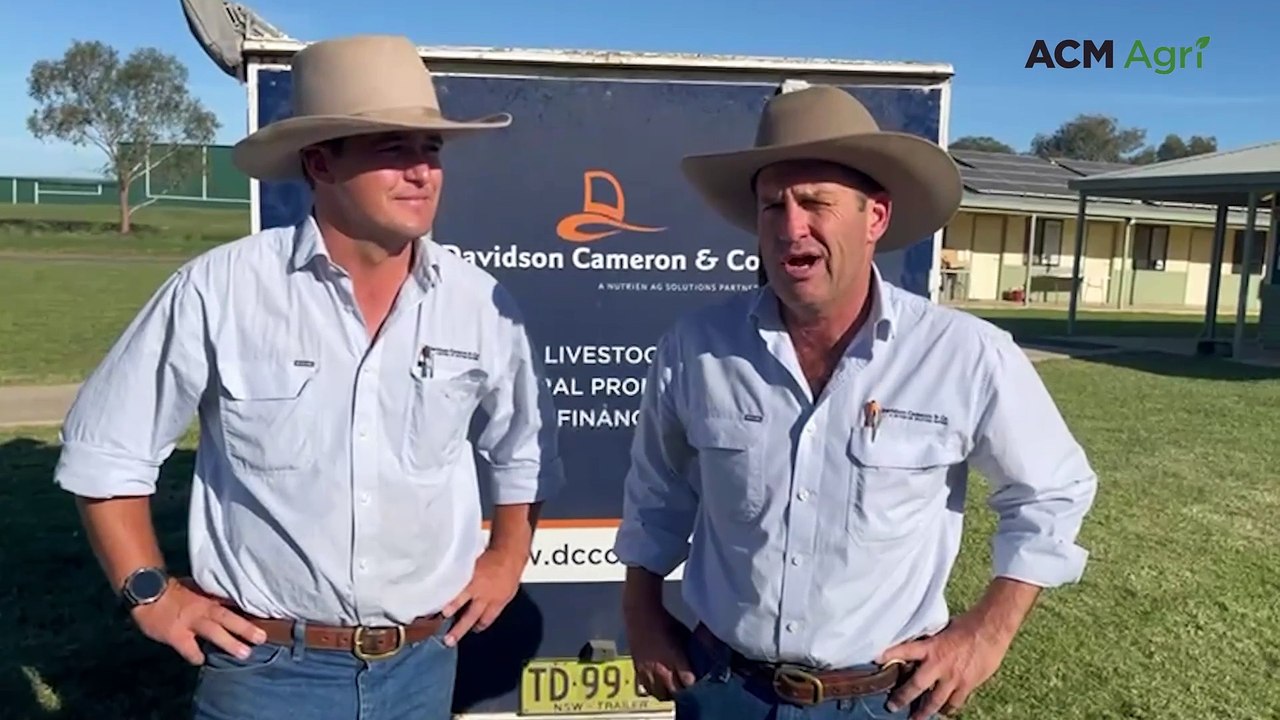 Northwest's weaner beef Powerhouse delivers another cracking sale for vendors