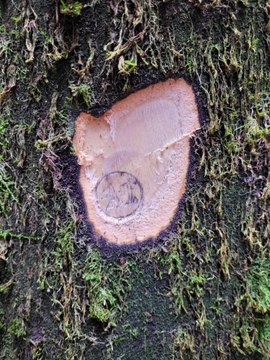 Une gestion forestière intelligente dans le Parc Monts d'Ardèche