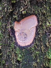 Une gestion forestière intelligente dans le Parc Monts d'Ardèche