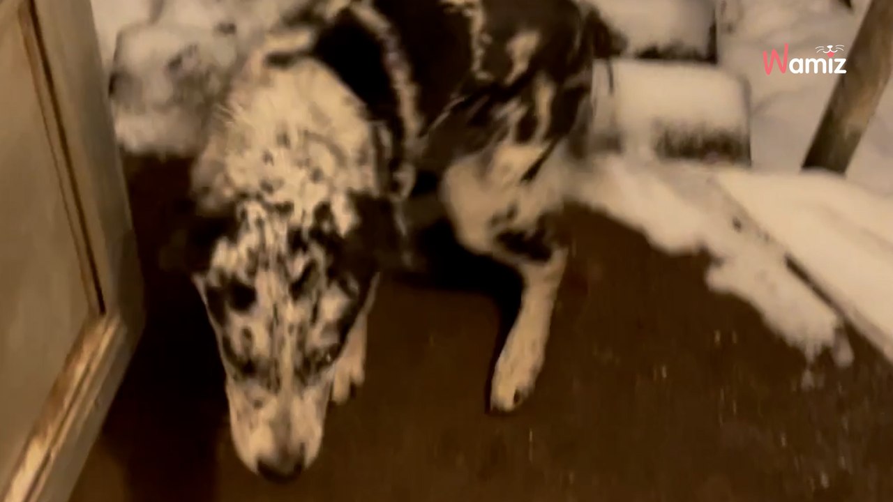 Le chien de ses voisins vient devant chez elle pour demander de l'aide : elle ne sait pas quoi faire (vidéo)