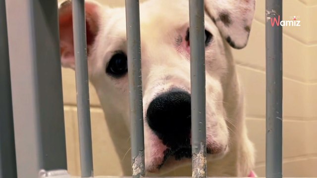 Ce chiot est adopté 2 fois : à chaque fois il retourne au refuge pour une raison stupéfiante (vidéo)