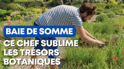À la découverte des plantes de la Baie de Somme