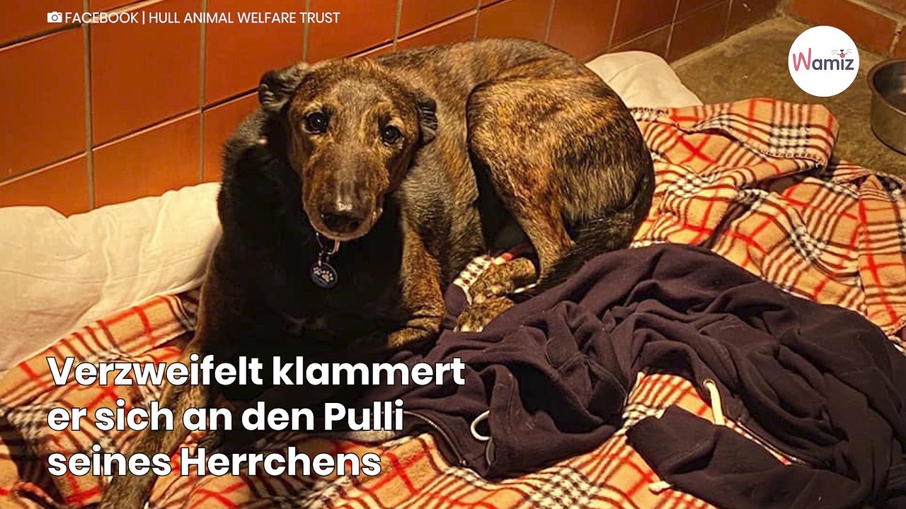 Puppy valt in slangenhol: Redding komt net op tijd (Video)