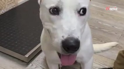 Familie rettet Hund und will ihn adoptieren: Aber das Schicksal entscheidet anders (Video)