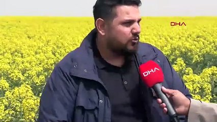 Trakya'dan büyüleyen manzara: Sarı altın tarlalarını gören gözlerine inanamadı