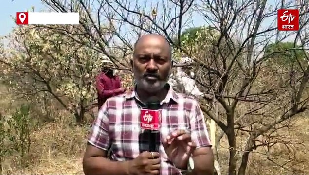 मराठवाड्यात मोसंबीचं आगार संकटात, शेतकरी स्वतःच्या हातानं नष्ट करत आहेत बाग