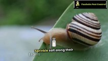 How to Use Salt to Get Rid of Ants, Slugs & More