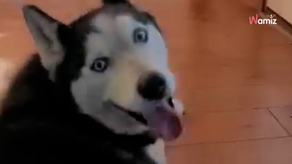 Les sauveteurs confient un chien à une famille : 7 jours plus tard ils réalisent leur terrible erreur (vidéo)