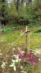 More heartbreak as spate of 'mindless' tree vandalism continues in Newport