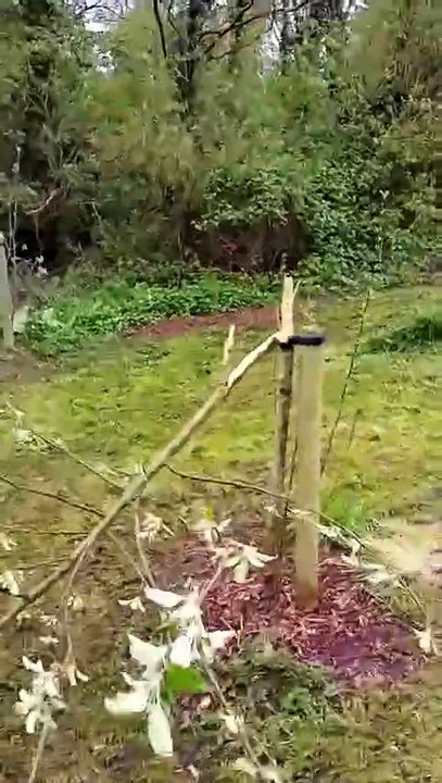 More heartbreak as spate of 'mindless' tree vandalism continues in Newport