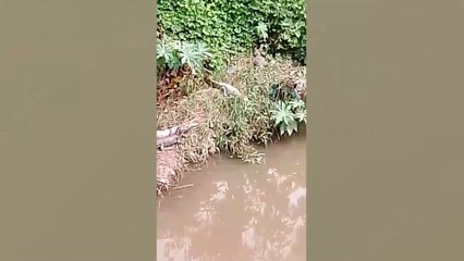 1.1 VO VECINOS ATEMORIZADFOS POR CAIMANES