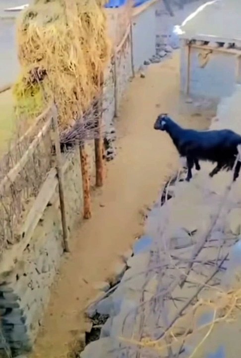Goat escape failure
