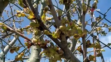 Dünya sofralarını süsleyen ‘Napolyon’ kirazını don vurdu