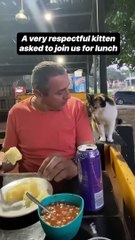 Adorable Kitten Crashes Our Lunch Break 🐱