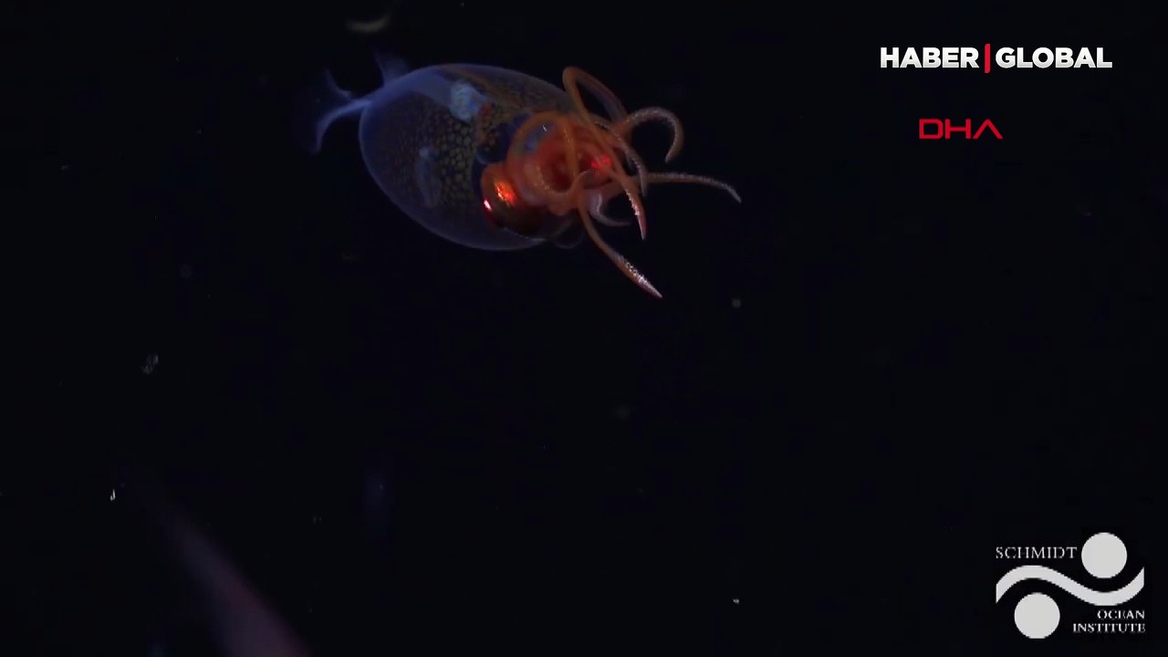 Dev kalamar ilk kez canlı olarak görüntülendi