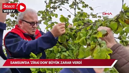 Samsun'da 'zirai don' etkisi; fındıkta zarar, 3 ürün de tehlikede