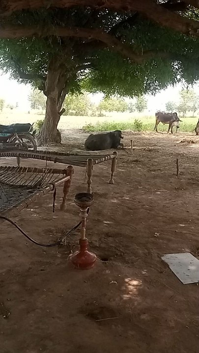 My village life my animals and agriculture