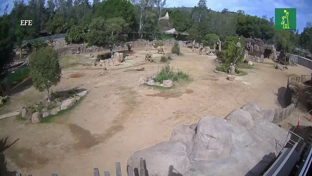 Una manada de elefantes se vuelve viral por proteger a sus crías durante sismo en California