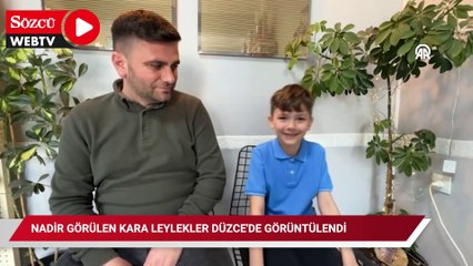 Nadir görülen kara leylekler Düzce'de görüntülendi