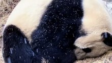 12- The Snow Kept Falling, But the Panda Never Woke