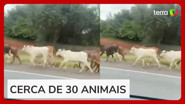 Caminhão que transportava bois tomba e animais causam transtorno em rodovia no interior de SP