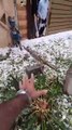 Hailstorm in islamabad Capital of Pakistan