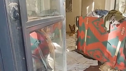 Gene Hackman police video shows dog’s heartbreaking reaction to owner’s death