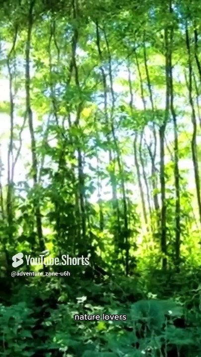 Life Of Jungle #adventurezone #wildlife #viralshots #jungle  #animals #nature #facts #plants