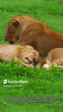 Facts about lion #adventurezone #wildlife #viralshots #facts #animals #nature #lion