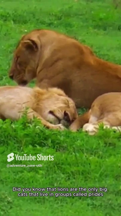 Facts about lion #adventurezone #wildlife #viralshots #facts #animals #nature #lion