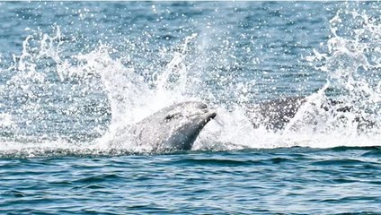 İstanbul’da yunusların büyüleyen gösterisi