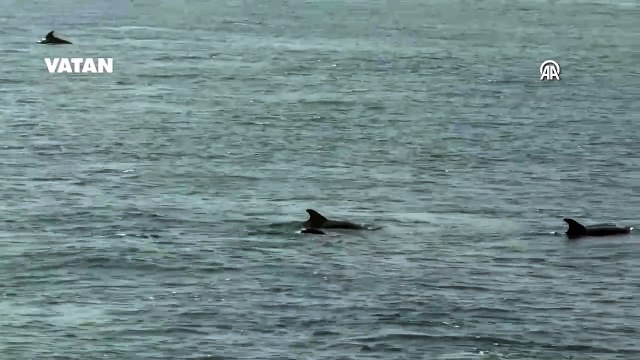 Marmara Denizi'nde görülen yunuslar görsel şölen oluşturdu
