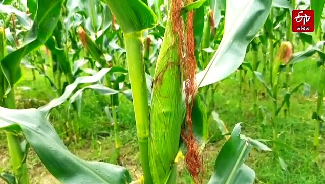 সরকারি আদেশে বন্ধ হয় গম চাষ, বিকল্প ভুট্টাতেই 'লক্ষ্মীলাভ' উত্তরবঙ্গের কৃষকদের