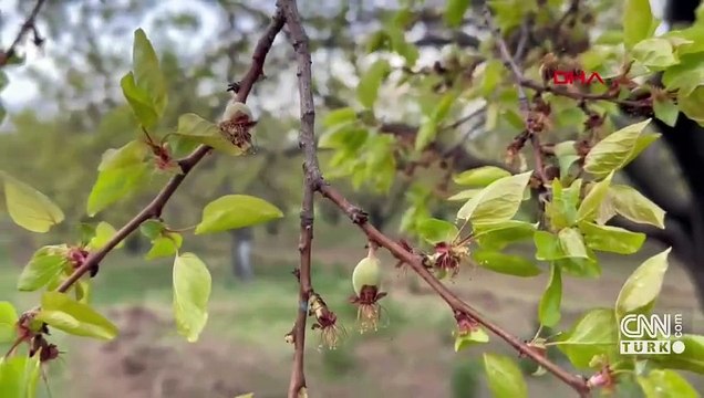 SON DAKİKA! Zirai Don Nasıl Karşılanacak? Tarım ve Orman Bakanı Yumaklı: Sigortasız üreticiye destek olacağız