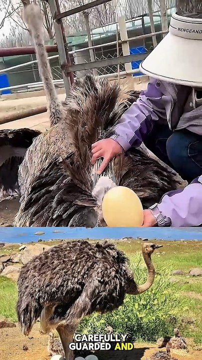 This Egg Costs Millions—Here’s Why!
