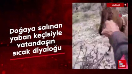 Yozgat'ta doğaya salınan yaban keçisiyle vatandaşın sıcak diyaloğu