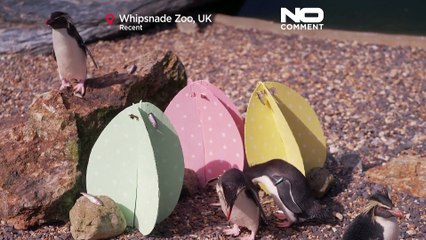 İngiltere'de Whipsnade Hayvanat Bahçesi'nde hayvanlar için Paskalya erken geldi