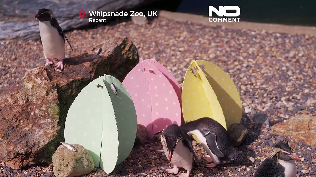 Ostern kommt früh für die Tiere im Whipsnade Zoo in Großbritannien