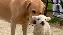 Verwaistes Lamm findet Trost bei einem unerwarteten Freund (Video)