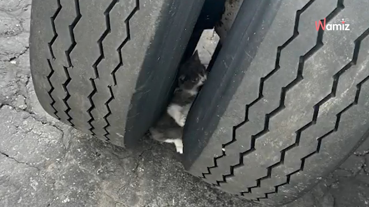 Lkw-Fahrer macht eine ungewöhnliche Entdeckung und alarmiert Tierrettung