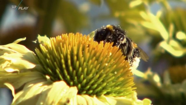 Kristina blev valgt som storbonde og ugeopgaverne er dumpet med Kristinas AMOK exit | Hjem til gården |2019| TV2 PLAY
